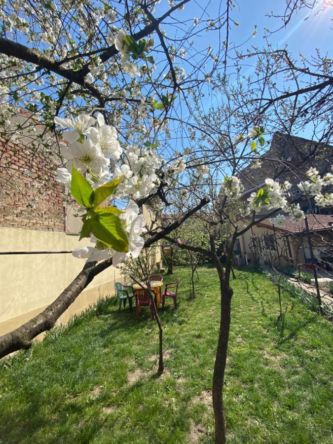 Zen House Hostel Timișoara Zewnętrze zdjęcie
